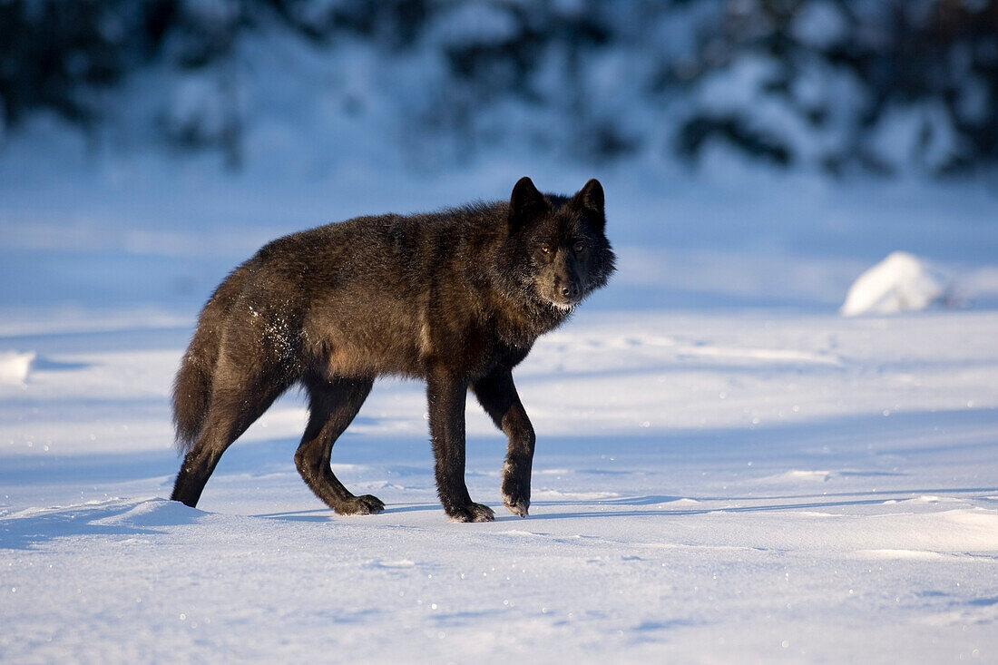 Archipelago Wolf In Black Color Phase Standing In Snow Tongass National Forest Southeast Alaska Winter