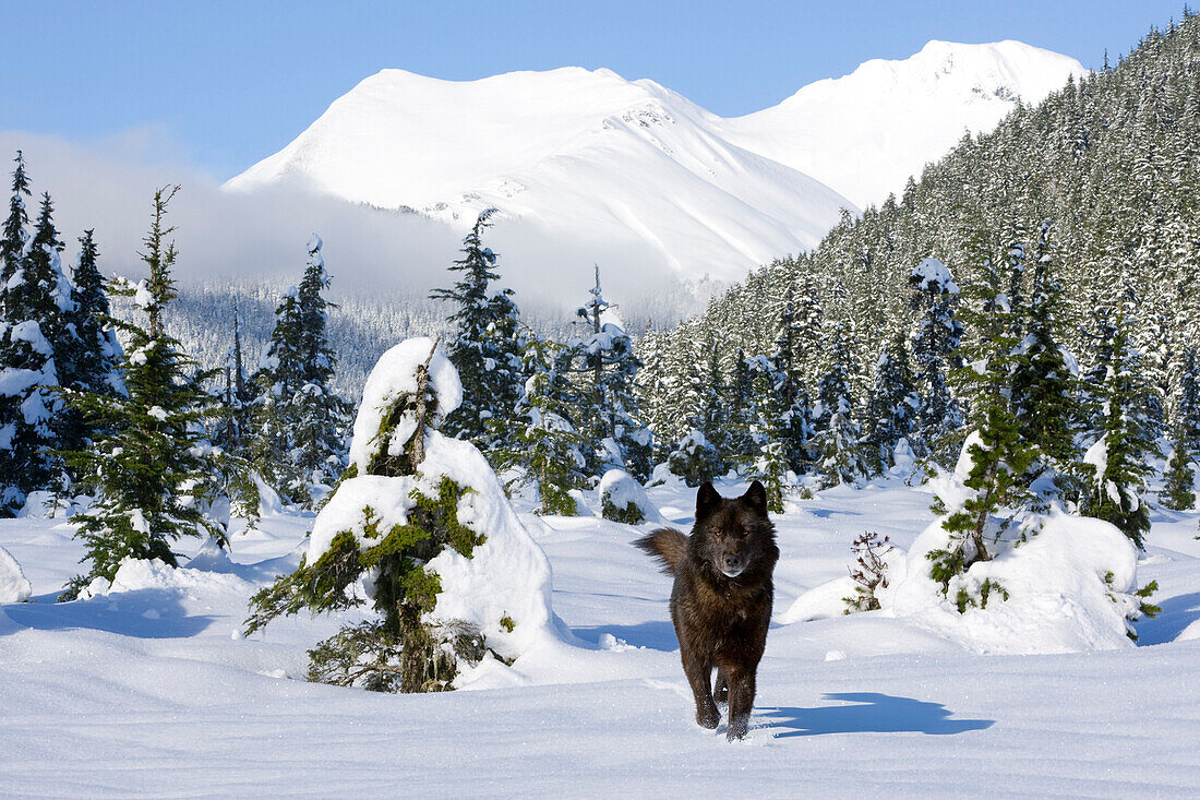 Black Wolf In Snow Covered Meadow In Alaska's Tongass Forest With Coast Mountains In The Background