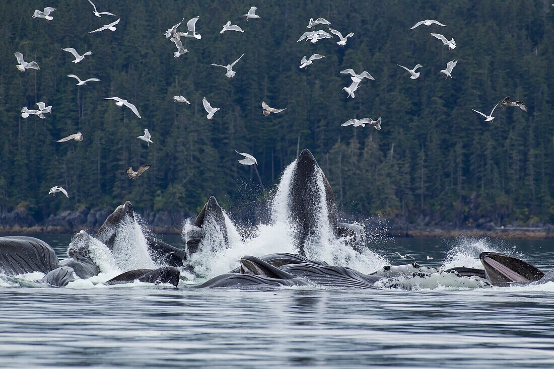 Humpback Whales Bubble Net Feeding For Herring In Chatham Strait, Tongass National Forest, Inside Passage, Southeast Alaska, Summer