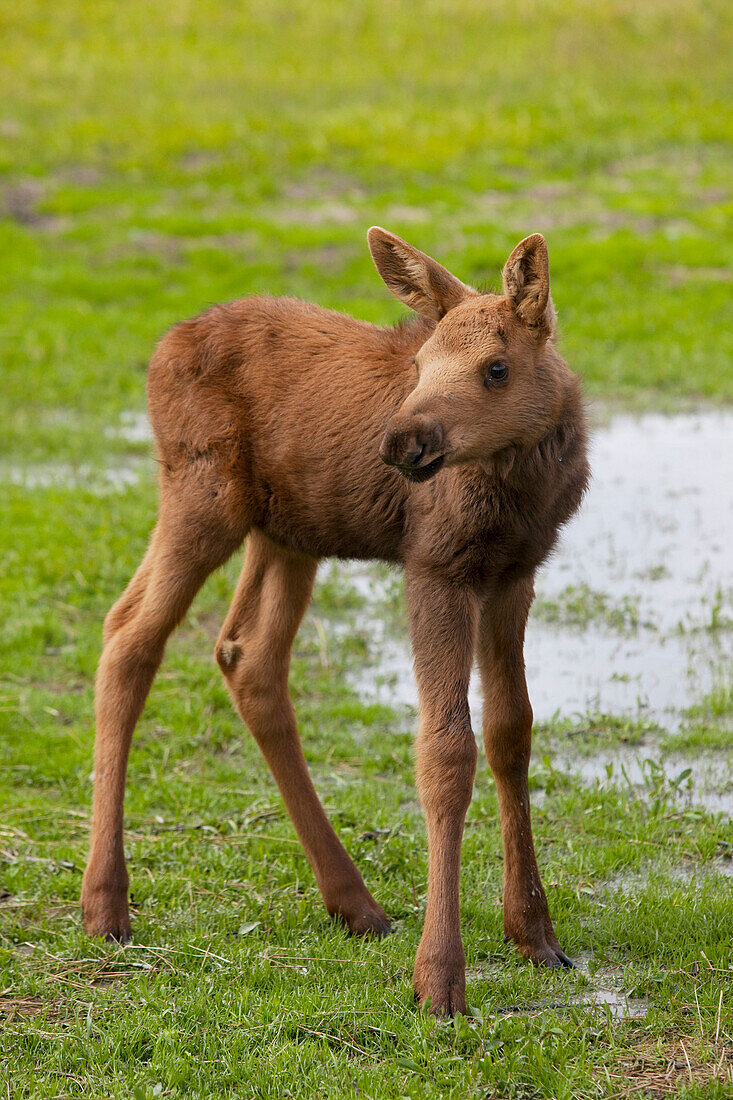 Captive Young Moose Calf Stands In Green Grass At The Alaska Wildlife Conservation Center In Southcentral Alaska