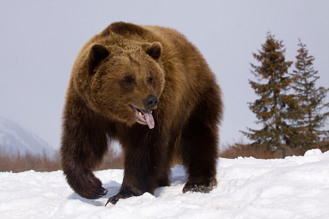 Captive: Grizzly Stands On Snow During Winter At The Alaska Wildlife Conservation Center, Southcentral Alaska