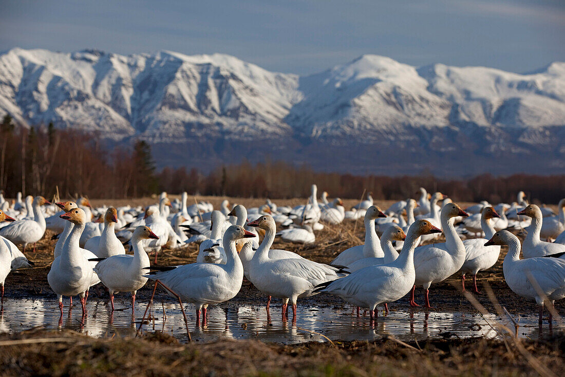 Flock Of Snow Geese Drinking From A Pond In The Matanuska Valley During Their Spring Migration To Their Nesting Grounds, Matanuska Valley, Alaska