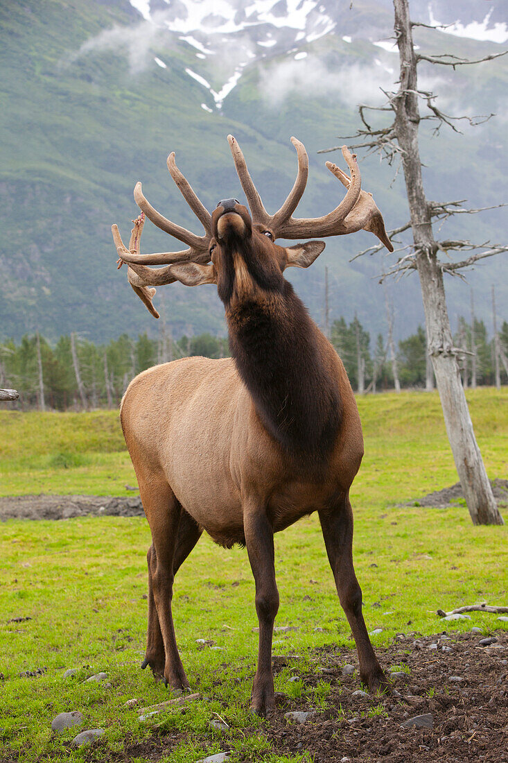 A Roosevelt Elk Bugles During The Rut Season, Alaska Wildlife Conservation Center, Southcentral Alaska, Summer