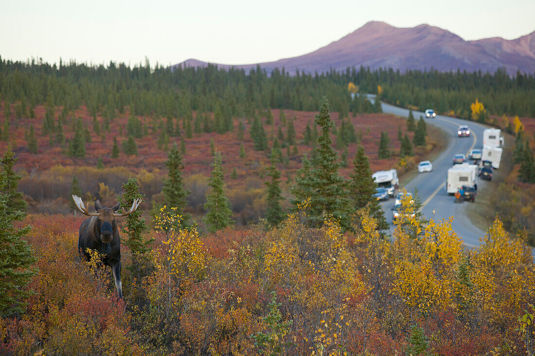 An Adult Bull Moose Walks Amongst The Autumn Colored Brush In Denali National Park And Preserve While Cars And Campers Take Pictures From The Park Road, Interior Alaska, Fall