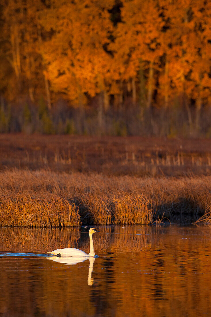 A Lone Trumpeter Swan Swims In Potter Marsh At Sunset, Near Anchorage, Southcentral Alaska, Autumn