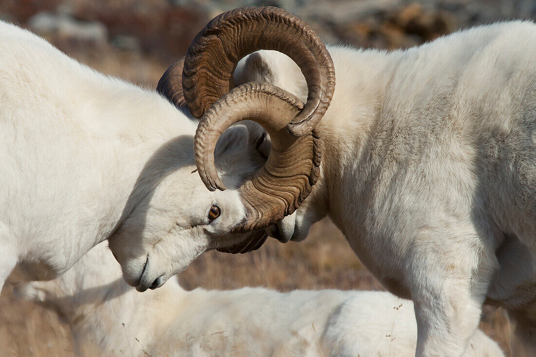 Two Dall Sheep Rams Lock Horns While Fighting For Dominance During The Autumn Rut In Denali National Park And Preserve, Interior Alaska, Autumn