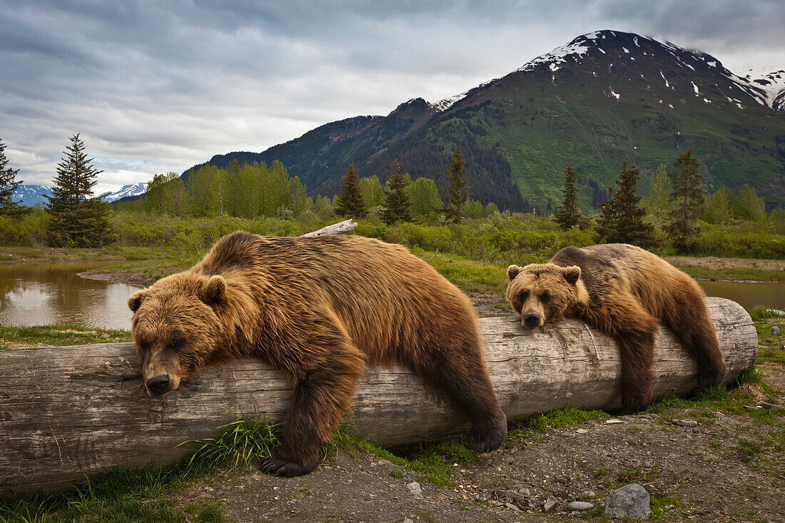 Captive: Two Mature Brown Bears Lay Stretched Out On A Log At Alaska Wildlife Conservation Center, Southcentral Alaska, Summer