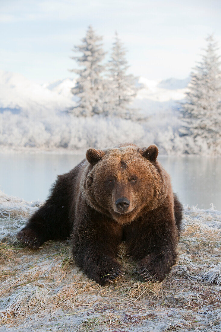 Captive: Female Brown Bear Lays On Snowy Hill With Scenic Winterscape In The Background At The Alaska Wildlife Conservation Center, Southcentral Alaska, Winter