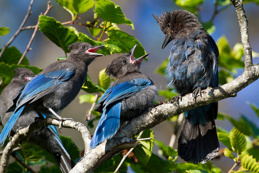 Steller's Jay Feeds A Pair Of Open-Mouthed Chicks Near Valdez, Southcentral Alaska, Summer