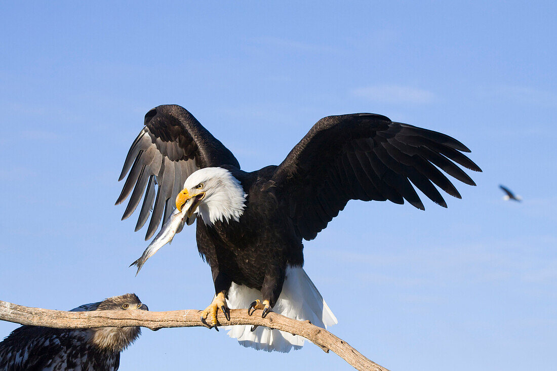 Bald Eagle Perched On Driftwood Holding A Fish In Its Beak, Near Homer, Kenai Peninsula, Alaska, Winter