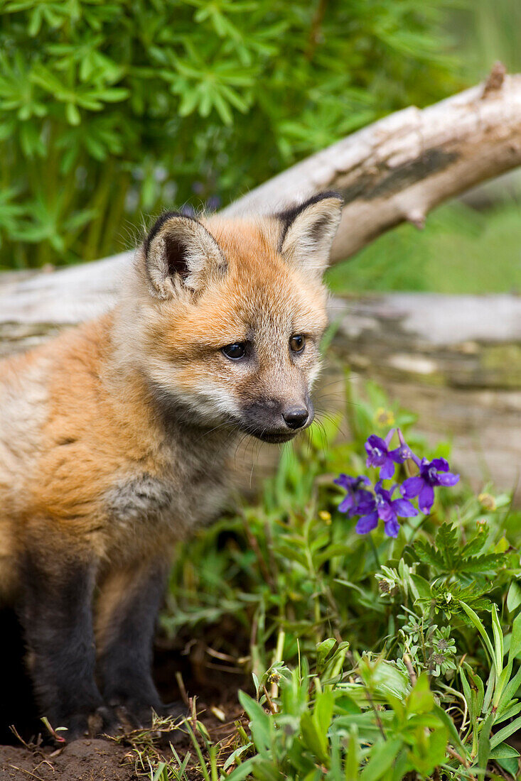 Closeup Of Red Fox Pup British Columbia Canada Captive Spring