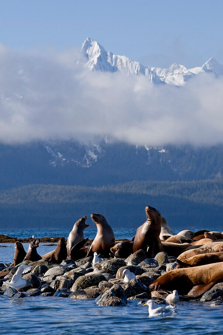 Steller Sea Lions Haul Out On A Small Island In Lynn Canal. Fall In Southeast Alaska.