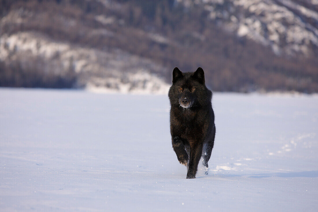 Wolf In *Black Phase* Running Across The Snow In The Tongass National Forest, Southeast, Alaska During Winter