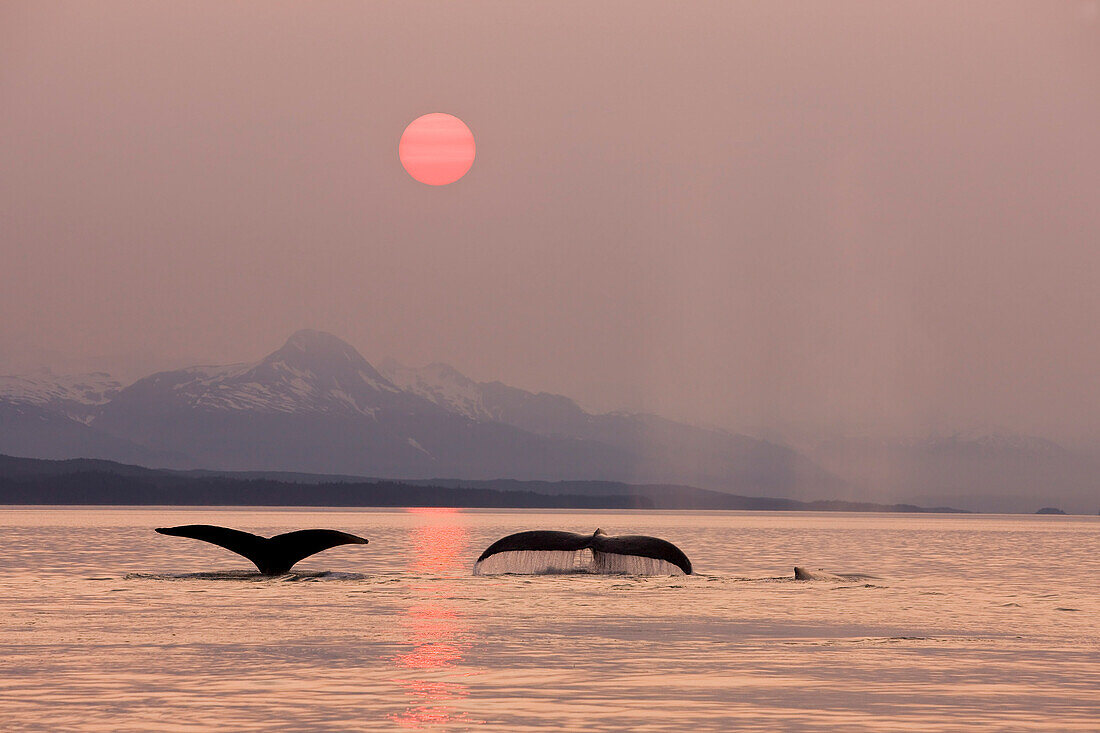 Pod Of Humpbacks Feeds Along The Shoreline Of Admiralty Island In Alaska's Inside Passage At Sunset