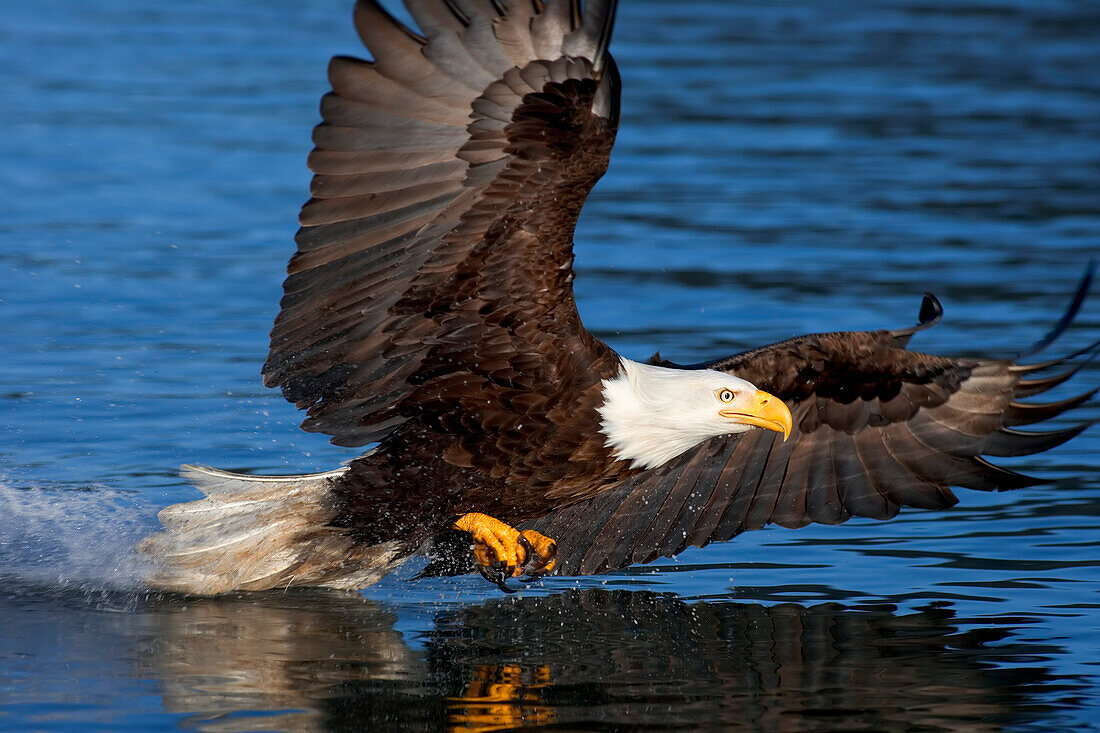Bald Eagle Low On The Water To Grab Fish. Inside Passage, Southeast Alaska, Spring.