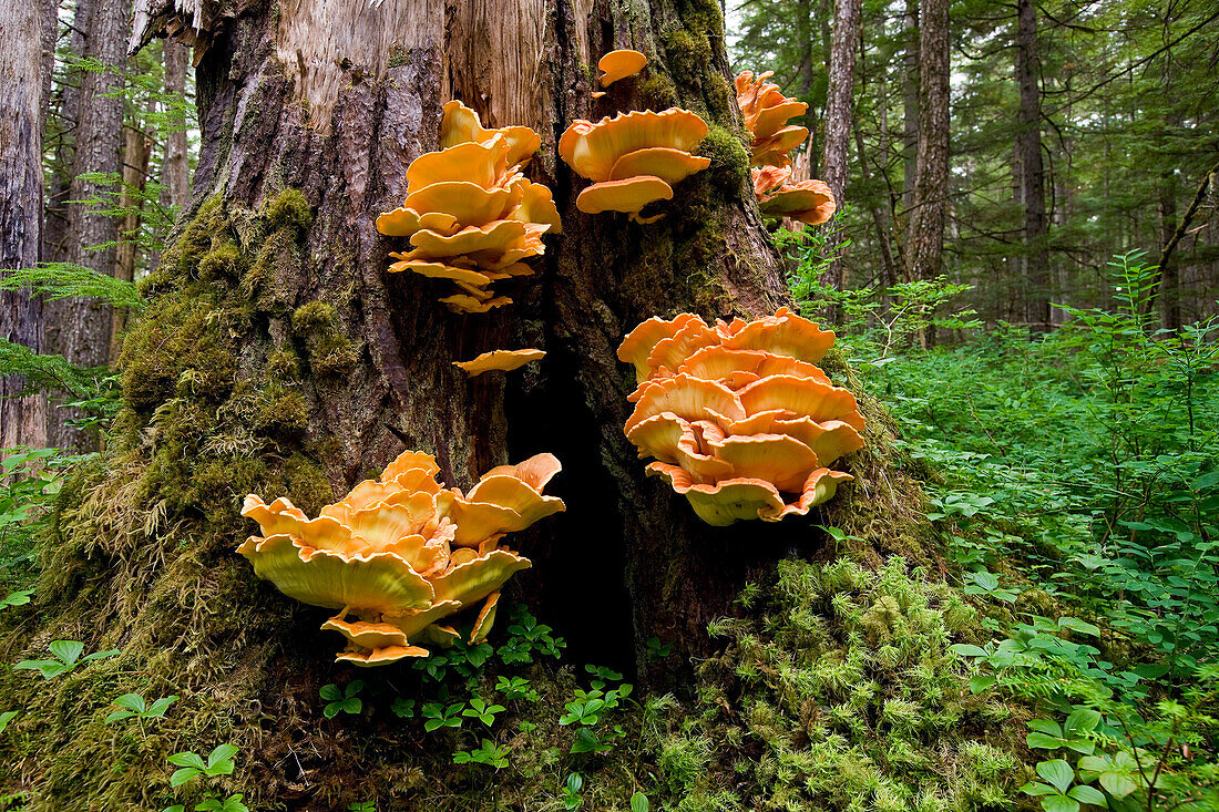 Chicken Mushrooms Grow On The Side Of An Old Growth Tree In The Tongass National Forest, Alaska