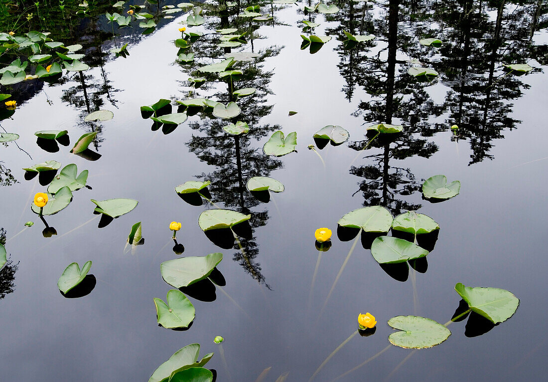 Forest Reflects In Still Pond Full Of Yellow Pond Lilies Fords-Terror Wilderness Area Se Alaska