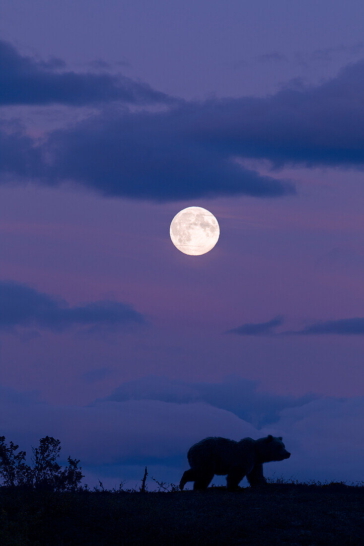 Composite: Brown Bear Walks Along A Ridgeline Silhouetted Against The Night Sky With A Full Moon Overhead, Katmai National Park, Southwest Alaska.