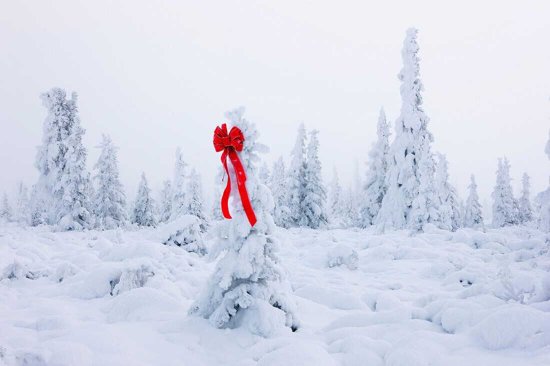 Hoarfrost Covered Spruce Tree With A Red Christmas Ribbon Hanging On It, Fog, Winter, Eureka Summit, Alaska.