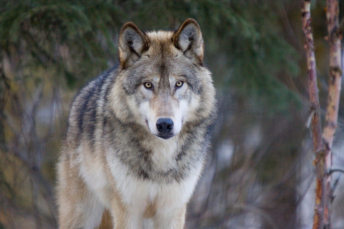 'Captive alaska wolf at the alaska wildlife conservation centre; alaska united states of america'