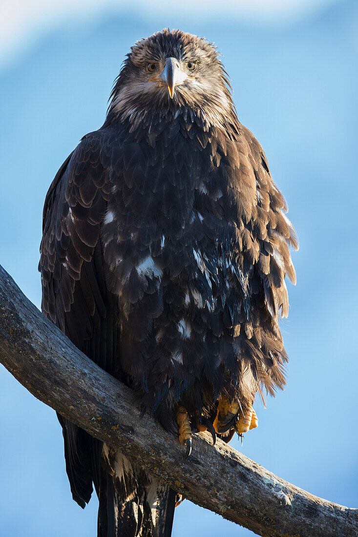 'Young american bald eagle perched on a branch;Alaska usa'