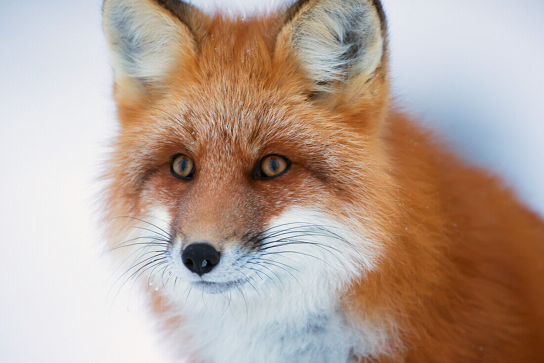 'Portrait Of Red Fox;Churchill Manitoba Canada'