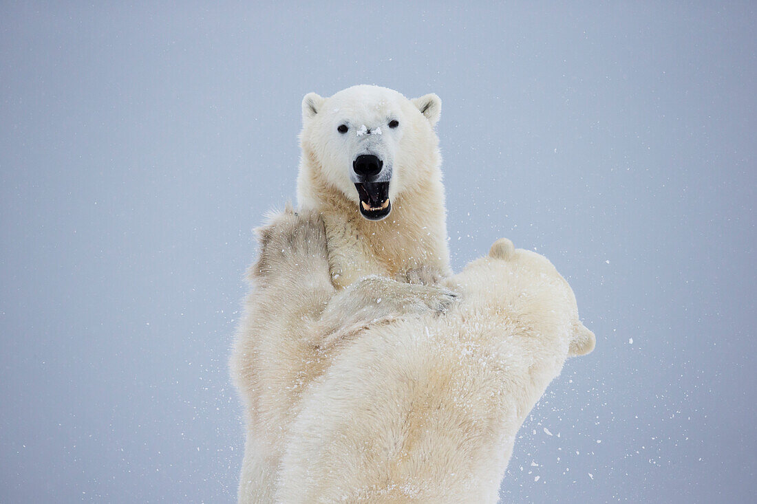 'Polar Bears Play Fighting Along The Shores Of Hudson's Bay;Churchill Manitoba Canada'