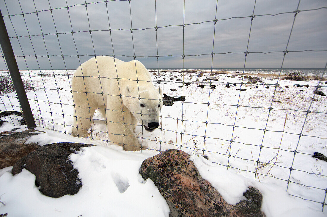 'Polar Bear Outside The Fence Of Seal River Lodge;Churchill Manitoba Canada'