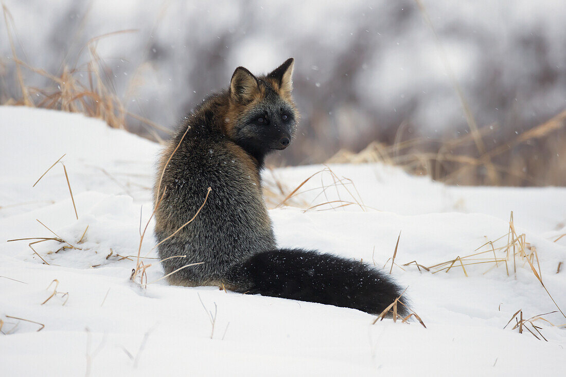 'Cross Fox Sitting In The Snow;Churchill Manitoba Canada'