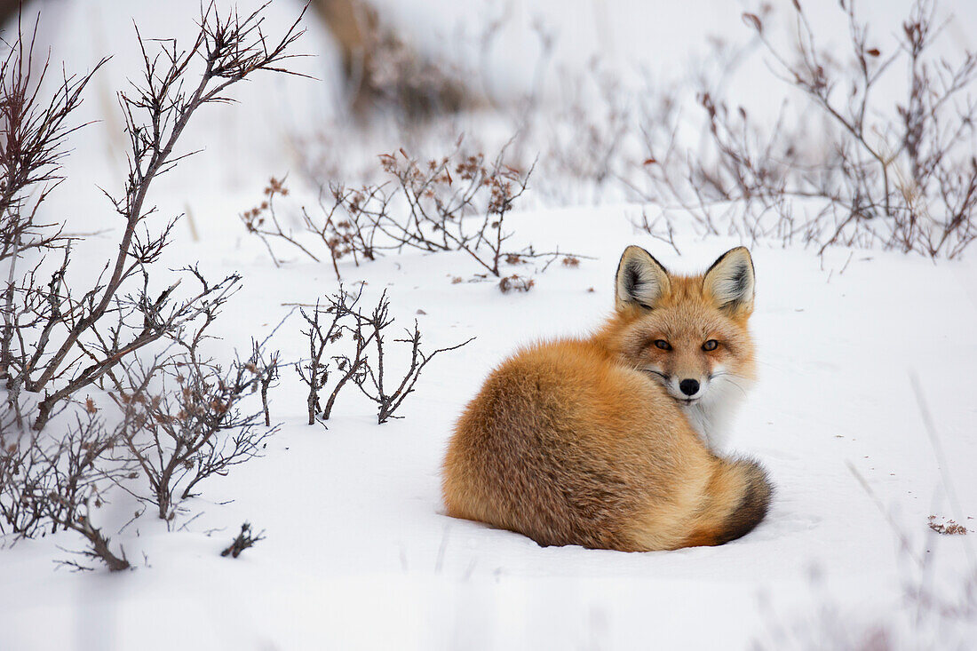'Red Fox Laying In The Snow;Churchill Manitoba Canada'