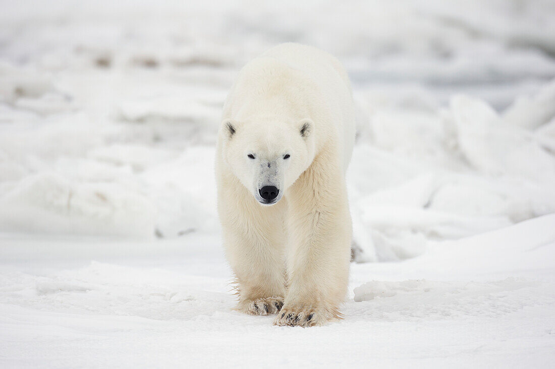 'Polar Bear Walking Through The Snow And Ice;Churchill Manitoba Canada'