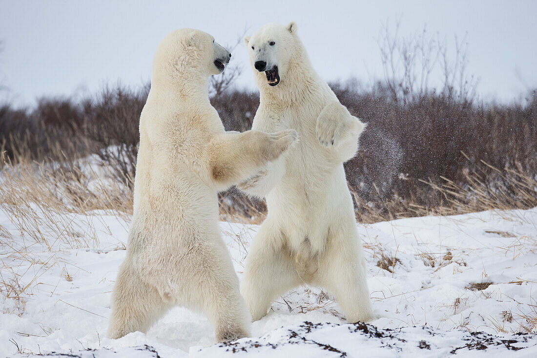 'Polar Bears Play Fighting Along The Shores Of Hudson's Bay;Churchill Manitoba Canada'