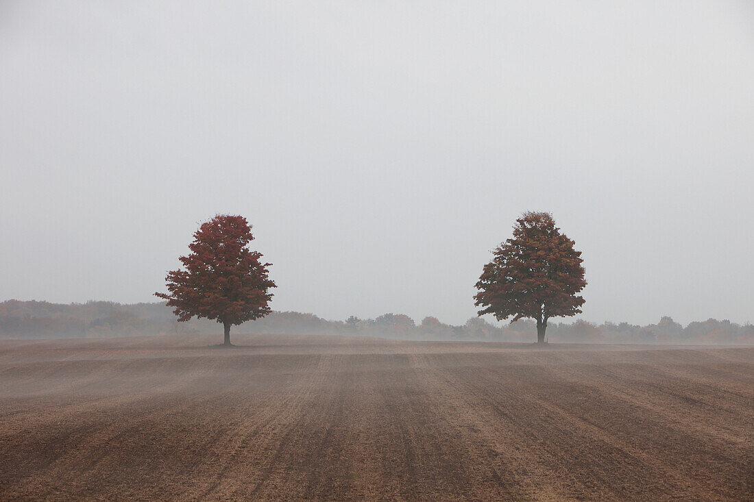 'Two Trees In A Farm Field In Autumn;Caledon Ontario Canada'