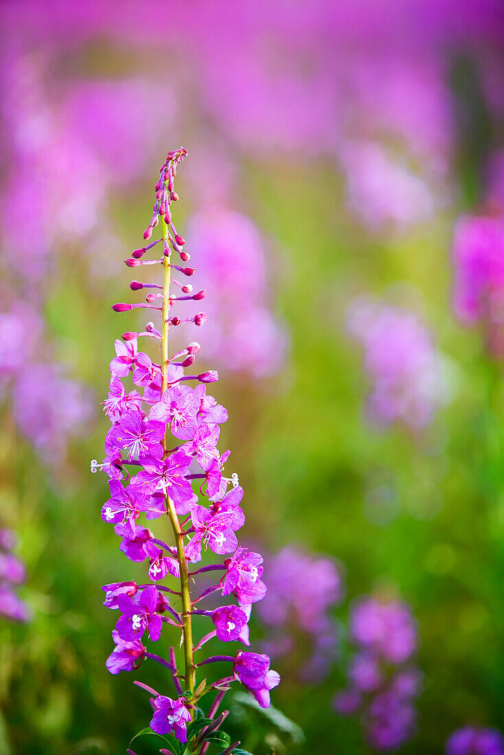 Fireweed detail near Anchor Point on the Kenai Peninsula in Southcentral Alaska.