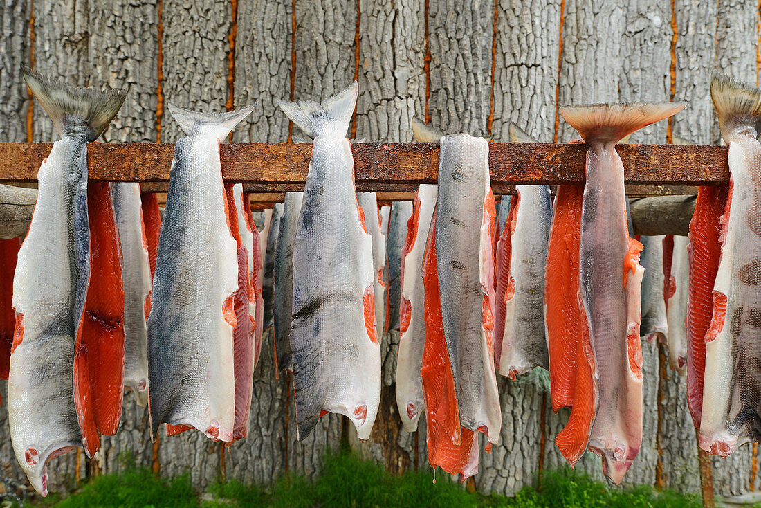 'Red (Sockeye) Salmon (Oncorhynchus Nerka) Hangs To Dry At A Fish Camp On Six Mile Lake Near Nondalton Alaska Adjacent To Lake Clark National Park And Preserve;Alaska United States Of America'