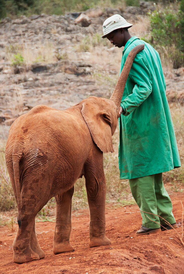 'Kenya, David Sheldrick Elephant Orphanage; Nairobi'