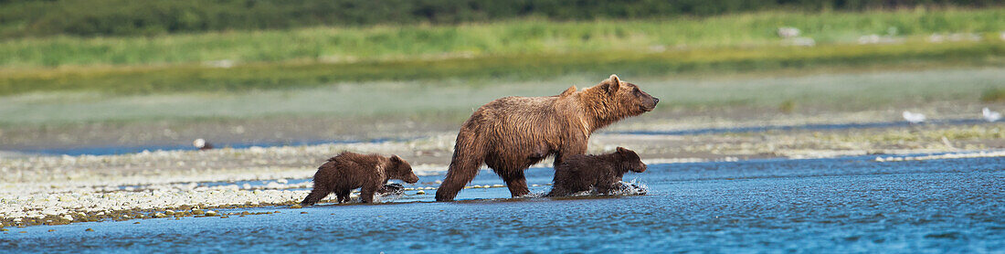 Panoramic of Brown Bear sow and cubs on the shore of Mikfik Creek, McNeil River State Game Sanctuary, Southwest Alaska, Summer