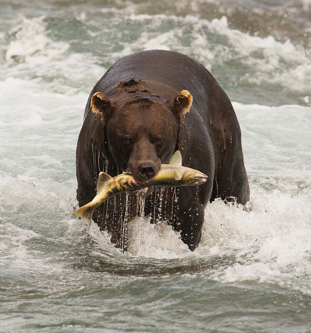 Brown bear eating fishing salmon in Mikfik Creek, McNeil River State Game Sanctuary, Southwest Alaska, Summer