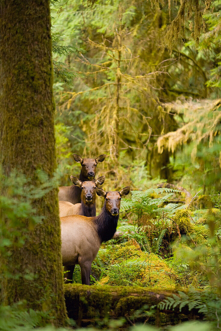 Three Roosevelt elk cows looking at viewer, Hoh Rainforest, Olympic Mountains, Olympic National Park, Washington, USA