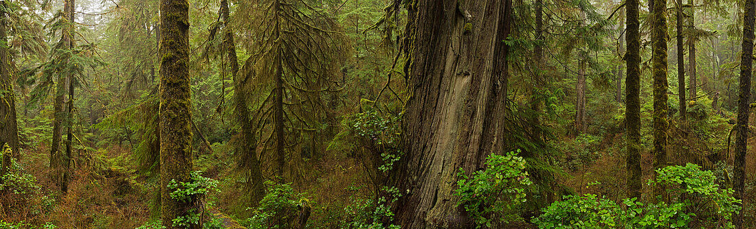 'The Rainforest In Pacific Rim National Park;Vancouver Island British Columbia Canada'