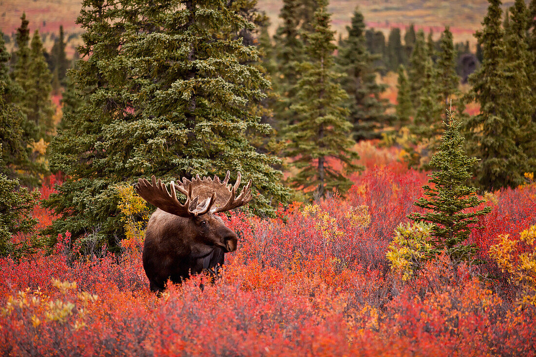 Moose (Alces alces) bull standing in red dwarf birch (Betula nana) in open spruce forest, Fall, Denali National Park, Interior Alaska, USA.