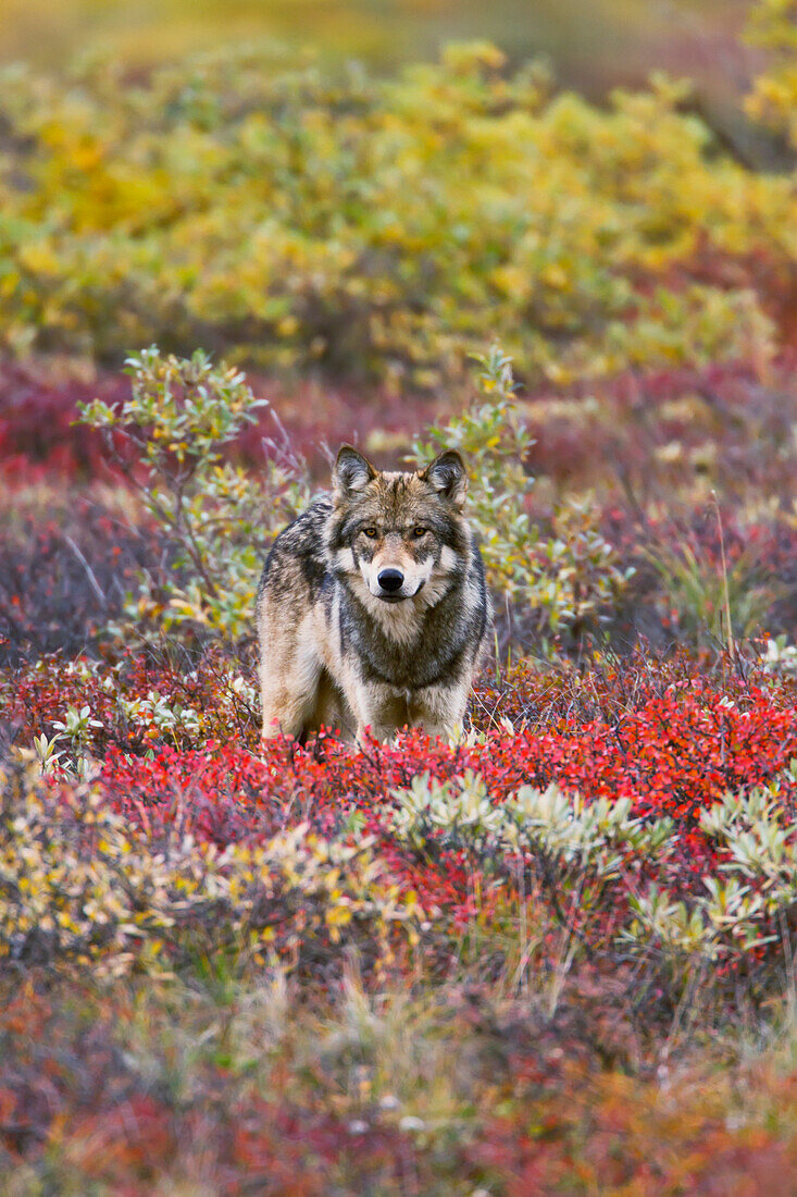 Gray wolf (Canis lupus) standing on tundra  Fall, dwarf birch (Betula nana) bright red, willows (Salix sp.) golden. Denali National Park, Interior Alaska, USA.