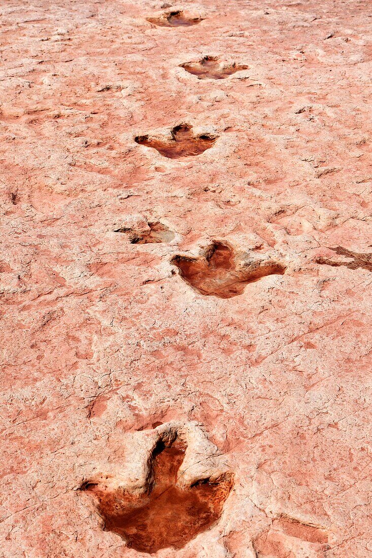 Dinosaur Tracks Near Tuba City, Arizona, USA