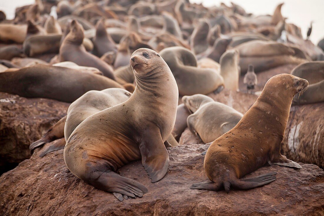 Harbor seals at the coast in Monterey, California, United States of America, USA