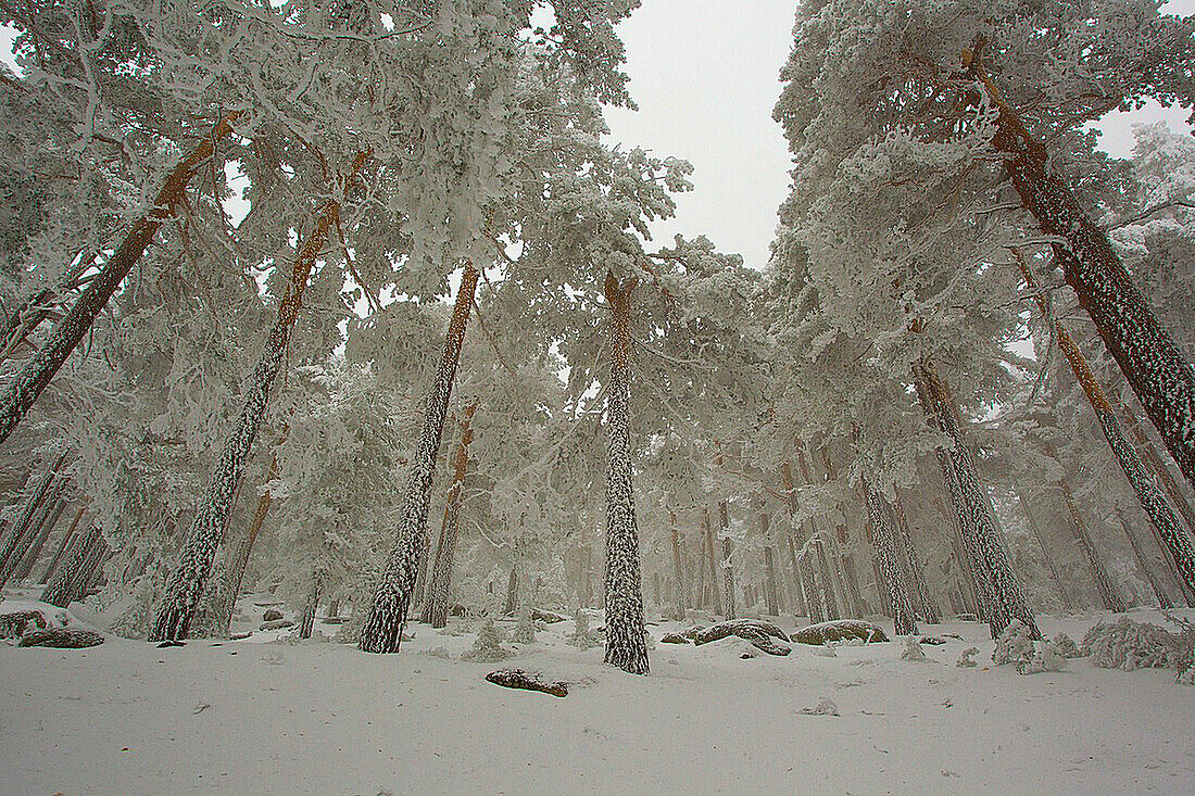 Guadarrama National Parck in winter, Madrid, Spain