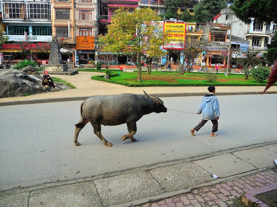 man with water buffalo, Bubalus bubalis, Sapa, Lao Cai Province, Vietnam