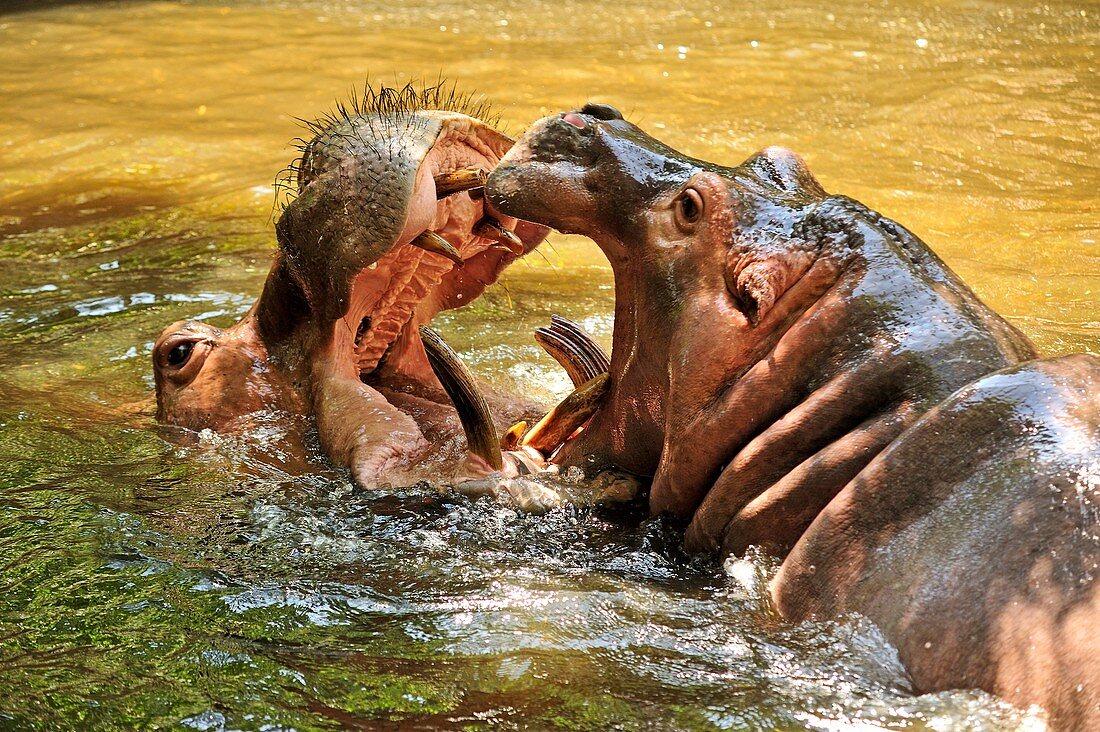 hippopotamus, Hippopotamus amphibius, Chiang Mai Zoo, Chiang Mai, Thailand