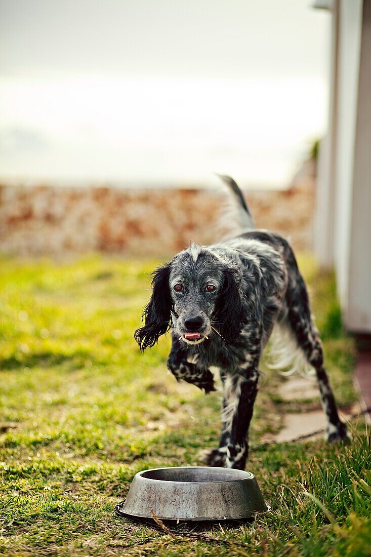 Dog with leg up in front of his water bowl