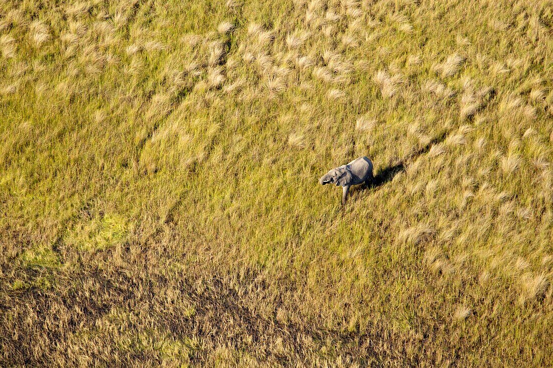 African Elephant (Loxodonta africana). Aerial View of the Okawango Delta, Botswana.