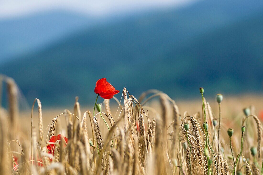 Poppy flower in a wheat field in Bulgaria.